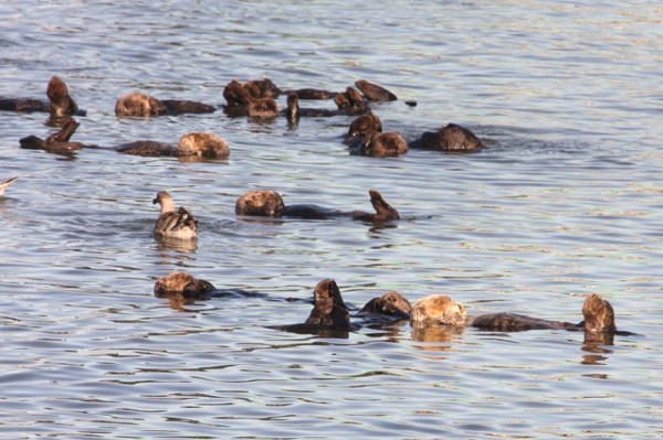 Sea Otter